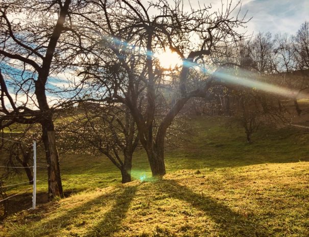 DE7E8D65-D83B-47D7-A331-4A516FE2E83B_1_105_c